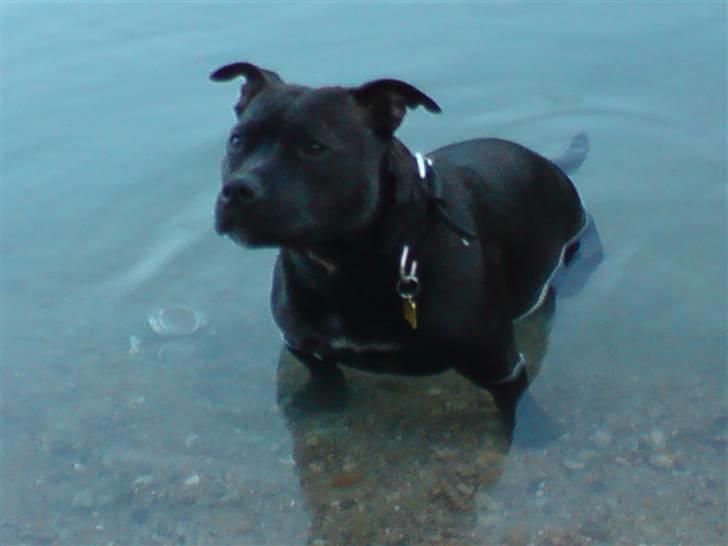 Staffordshire bull terrier Tezza - Det er sååå dejligt at bade;) billede 6