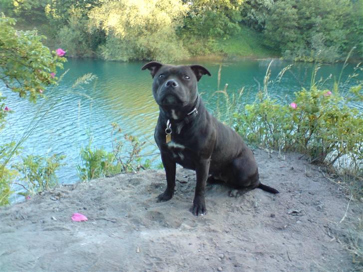 Staffordshire bull terrier Tezza - Er jeg ikke bare smuk;) billede 7