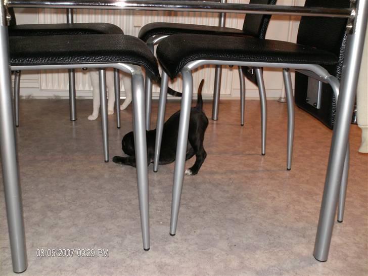 Staffordshire bull terrier Tezza - hej mis hvorfor vil du ikke leje med mig??? billede 8