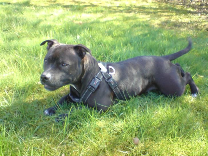 Staffordshire bull terrier Tezza billede 9