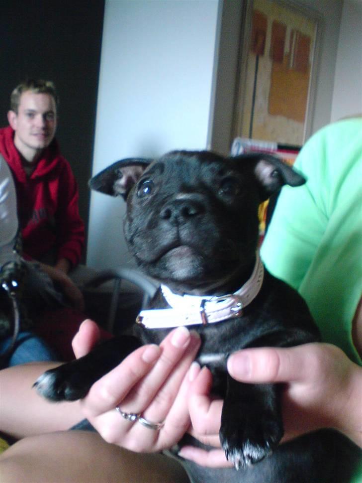 Staffordshire bull terrier Tezza - hej hej billede 10