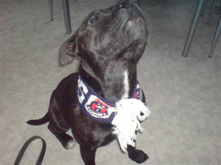 Staffordshire bull terrier Tezza - så er jeg klar til fodboldt... AGF!! billede 11