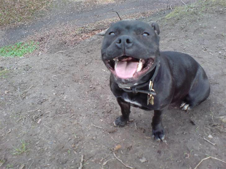 Staffordshire bull terrier Tezza - ;) billede 12