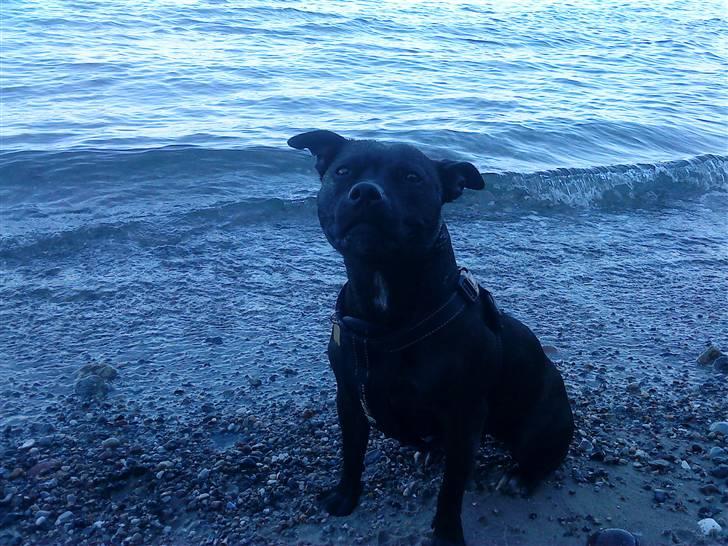 Staffordshire bull terrier Tezza billede 13