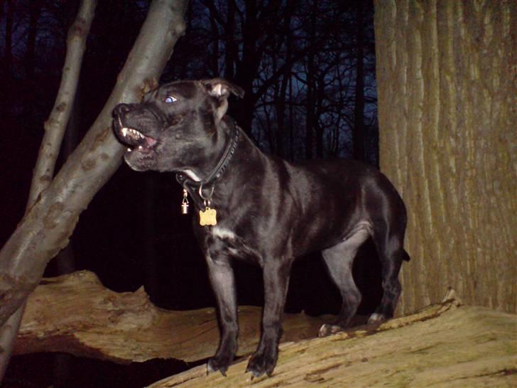 Staffordshire bull terrier Tezza - se lige hvor farlig jeg kan se ud!! ; ) billede 14