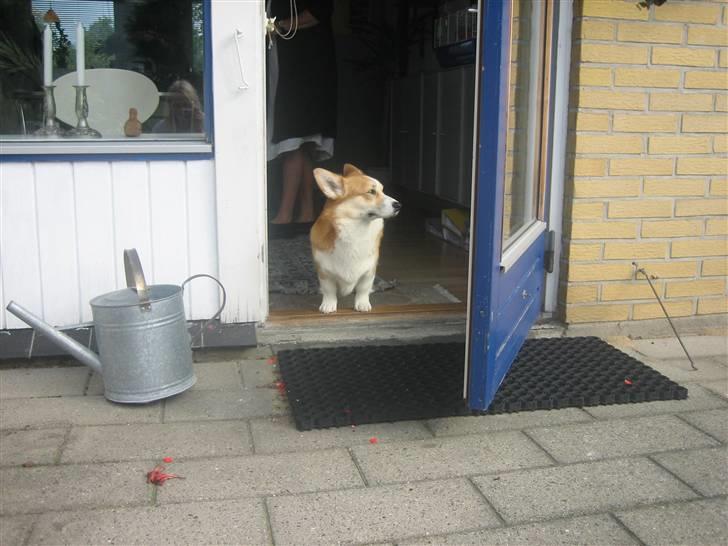 Welsh corgi pembroke Mickey - <3 billede 6