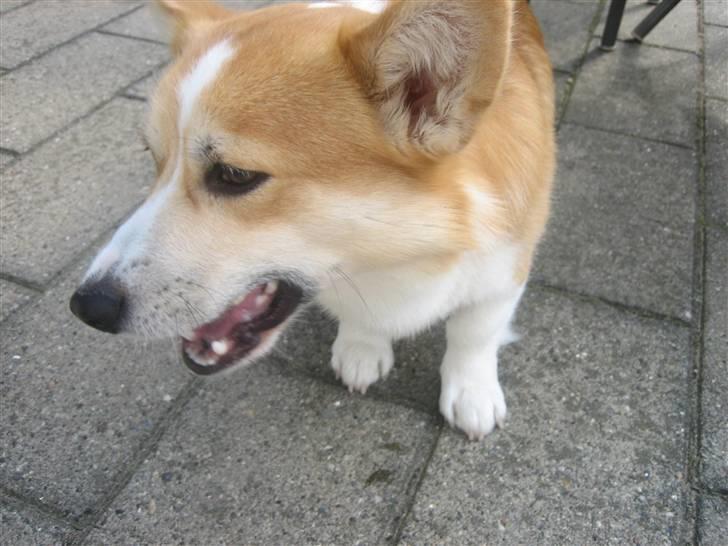 Welsh corgi pembroke Mickey - <3 billede 7