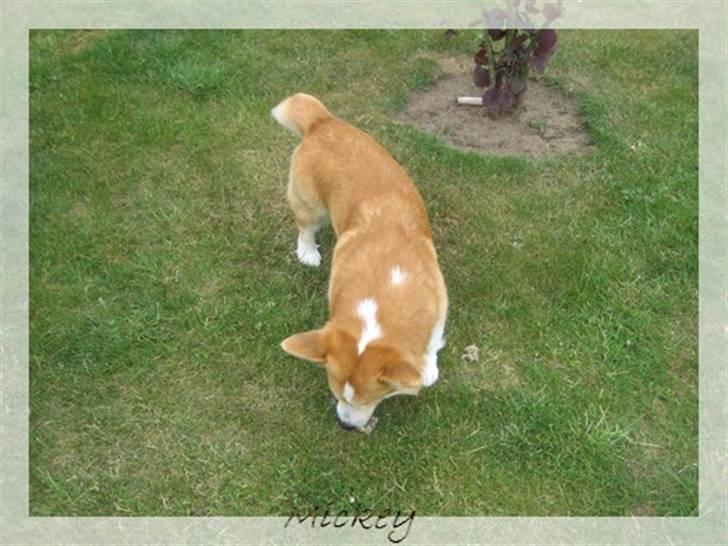 Welsh corgi pembroke Mickey - <3 billede 8