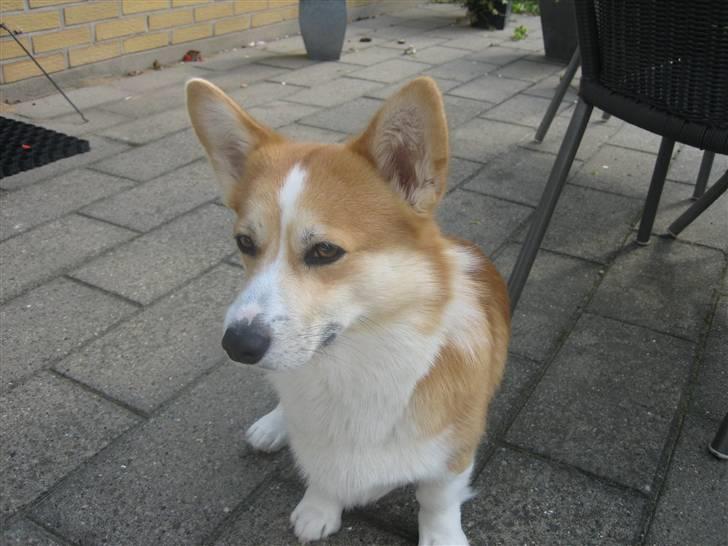 Welsh corgi pembroke Mickey - <3 billede 9