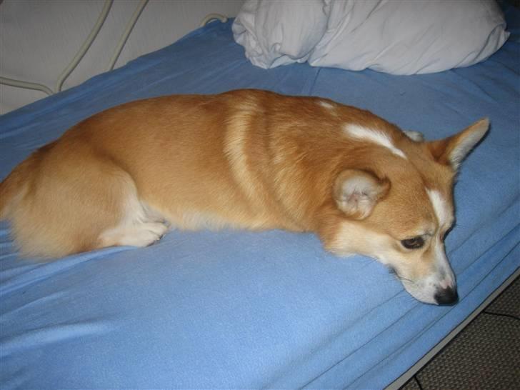 Welsh corgi pembroke Mickey - <3 billede 10