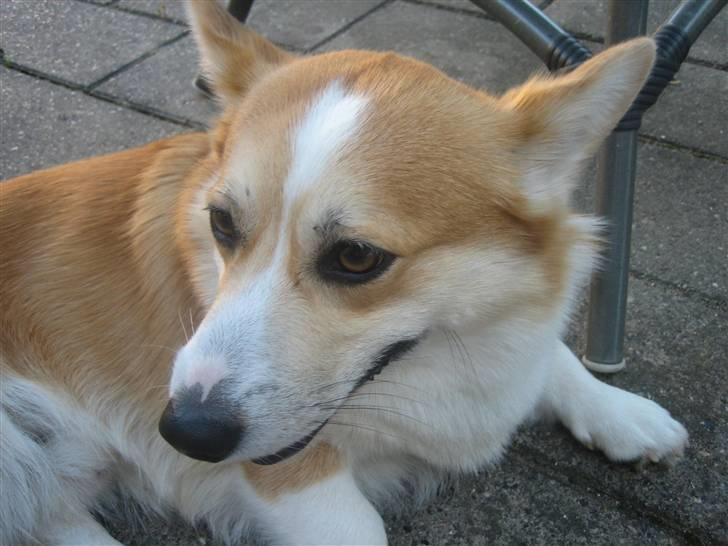Welsh corgi pembroke Mickey - <3 billede 11