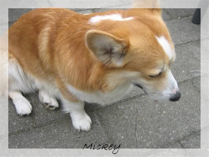 Welsh corgi pembroke Mickey - <3 billede 12