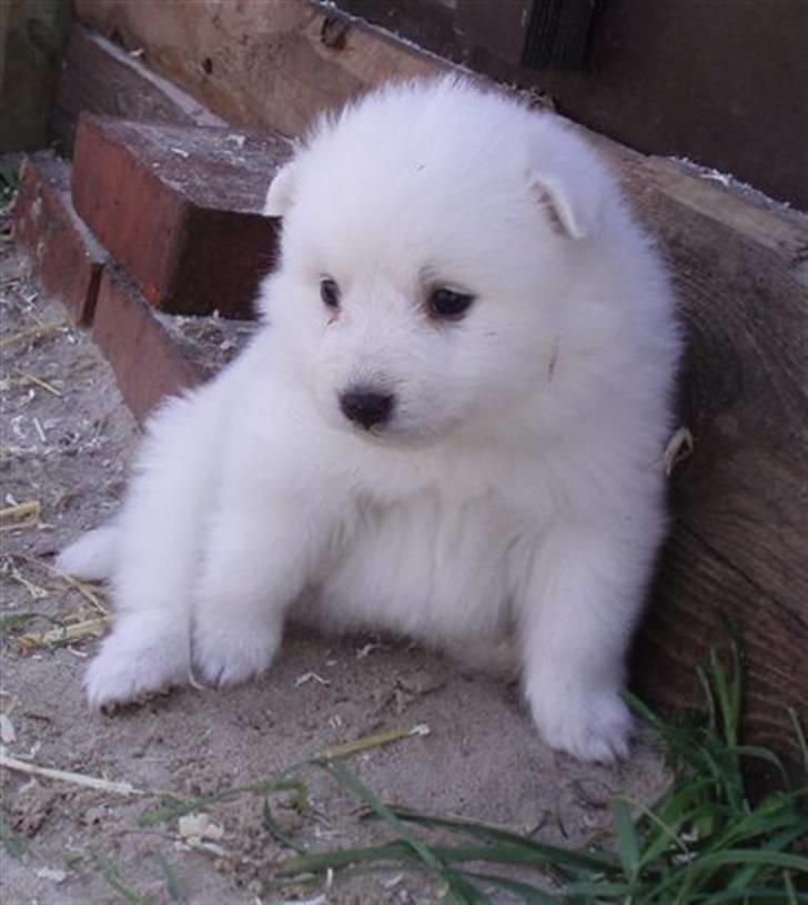 Japansk spids Kato - Bortgivet - - puha, verden er stor... billede 2