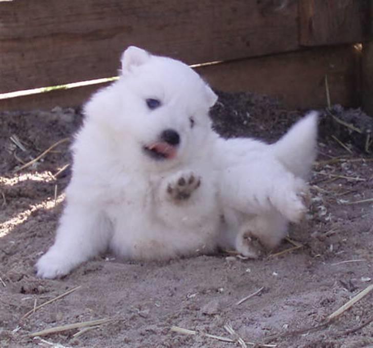 Japansk spids Kato - Bortgivet - - Det er sjovt at vaske sig... billede 3