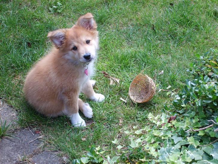 Islandsk fårehund Libell billede 17