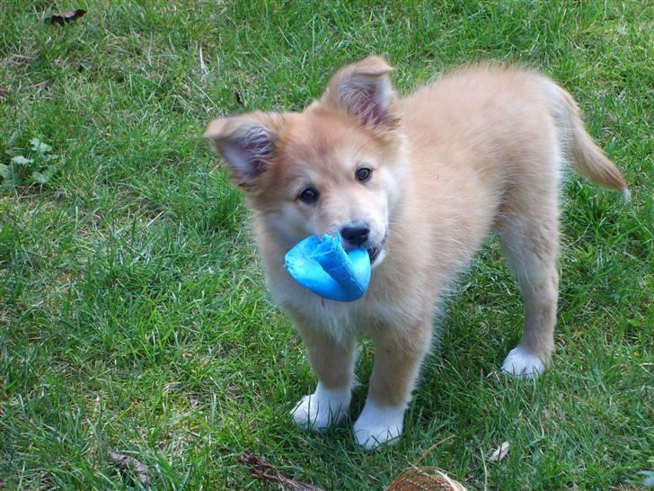 Islandsk fårehund Libell billede 18