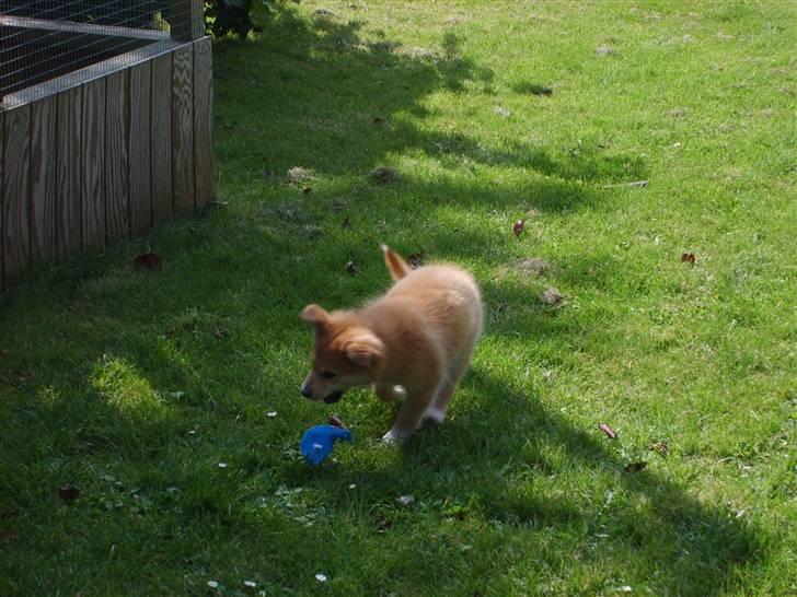 Islandsk fårehund Libell billede 19