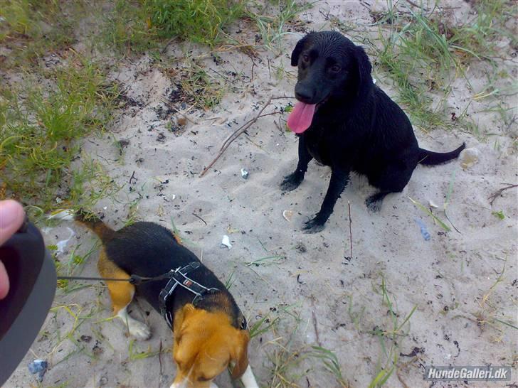 Labrador retriever Tøsen billede 9