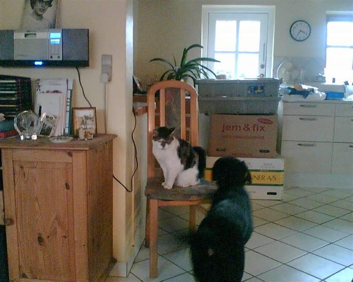 Labrador retriever Tøsen - Hej Freddy, skal vi lege ??? billede 10