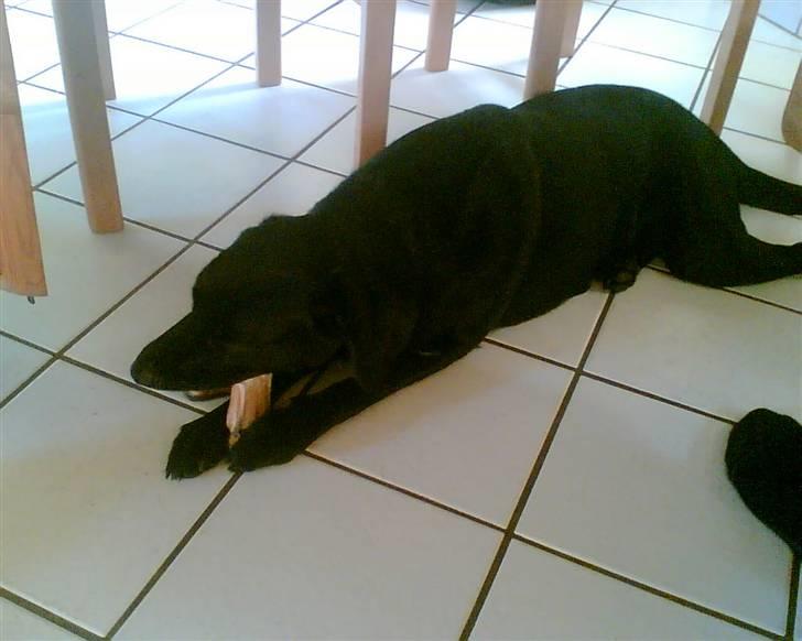 Labrador retriever Tøsen billede 11