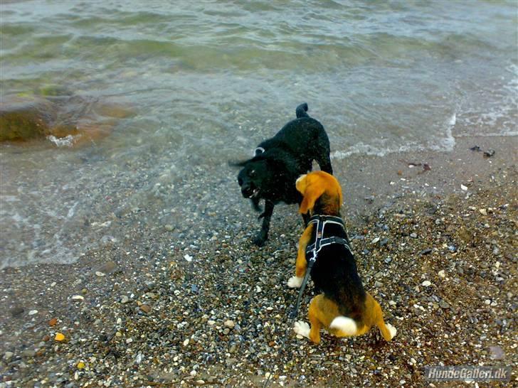 Labrador retriever Tøsen - Versgo vand til Kento. billede 12
