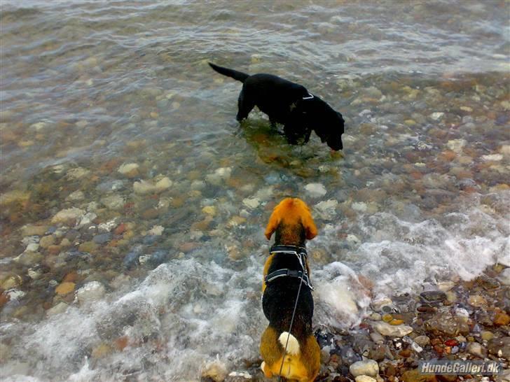 Labrador retriever Tøsen billede 13