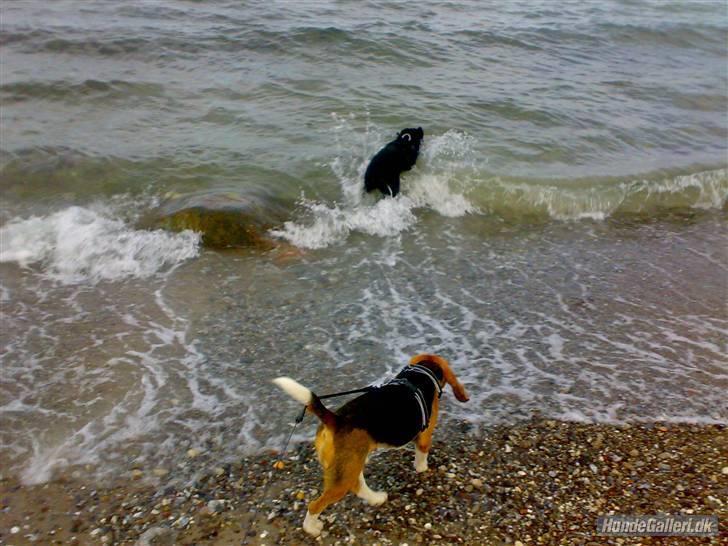 Labrador retriever Tøsen billede 14