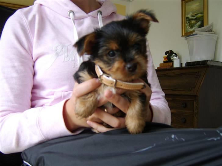 Yorkshire terrier Daisy billede 1