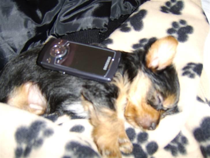 Yorkshire terrier Daisy billede 2