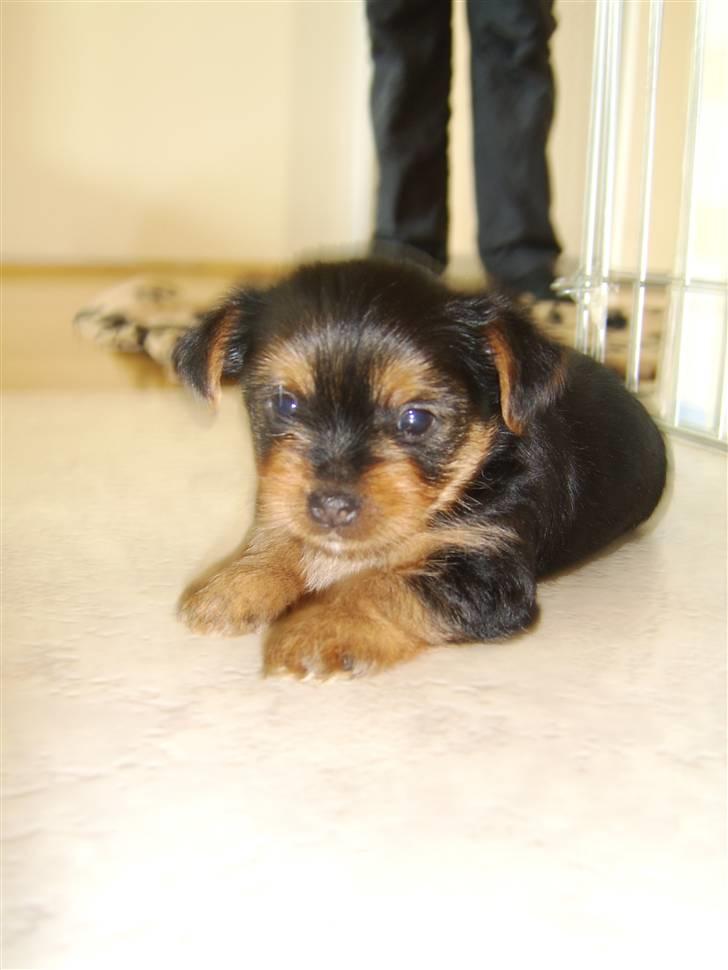 Yorkshire terrier Daisy billede 3