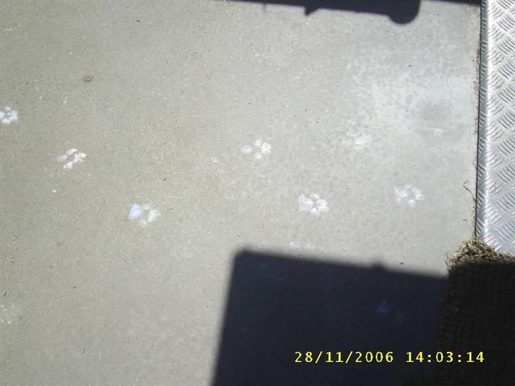 Amerikansk staffordshire terrier Joker R.I.P min skat :'( - Hmm, hvad mon Joker har vadet lige igennem?? ;) (alt for sødt) billede 7