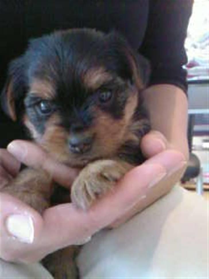 Yorkshire terrier Daisy billede 4