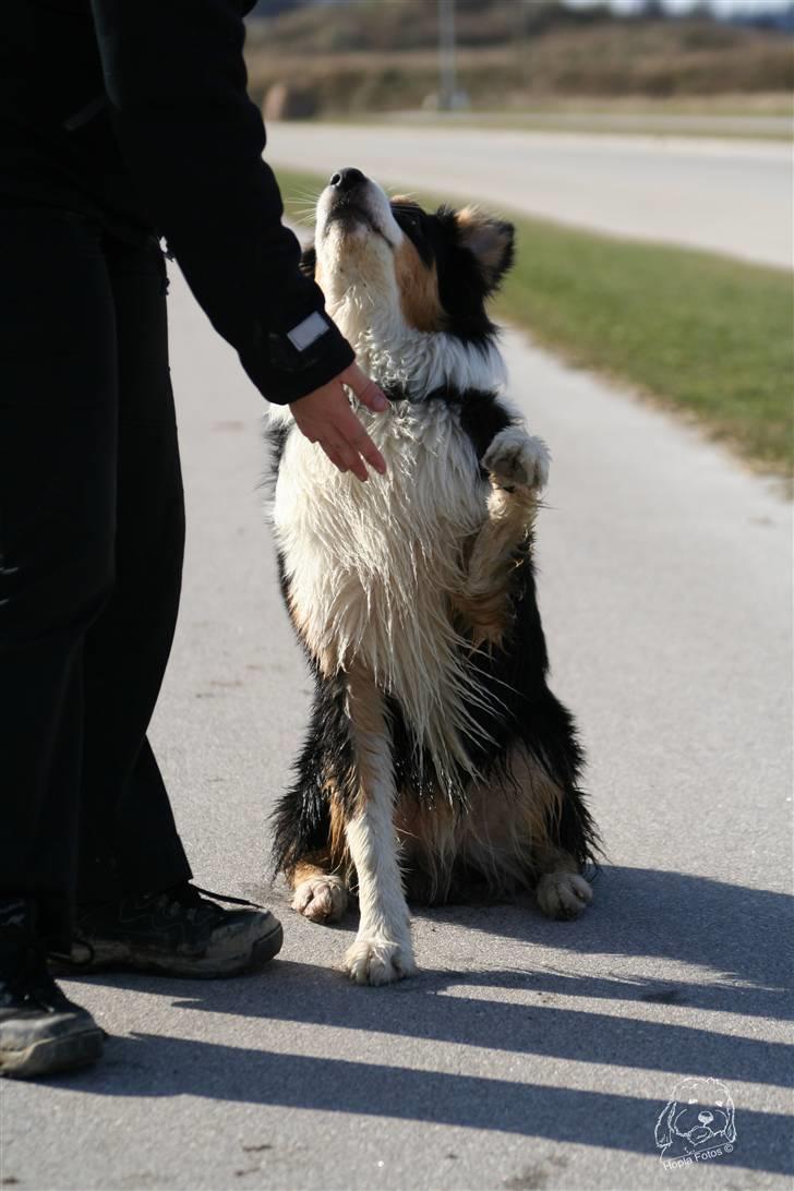 Australian shepherd Homer - Er flyttet :´-( - Giv pote.. billede 15