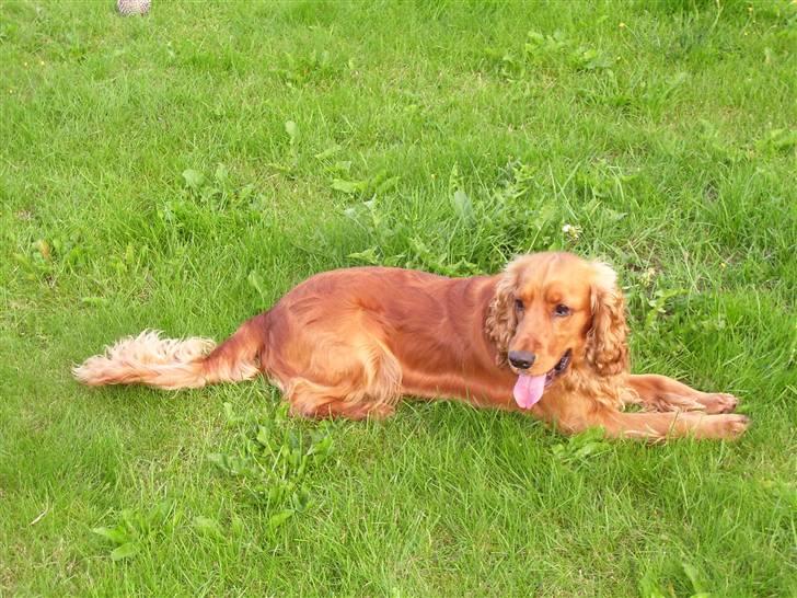 Cocker spaniel Mads - jeg er mads velkommen til min profil billede 1