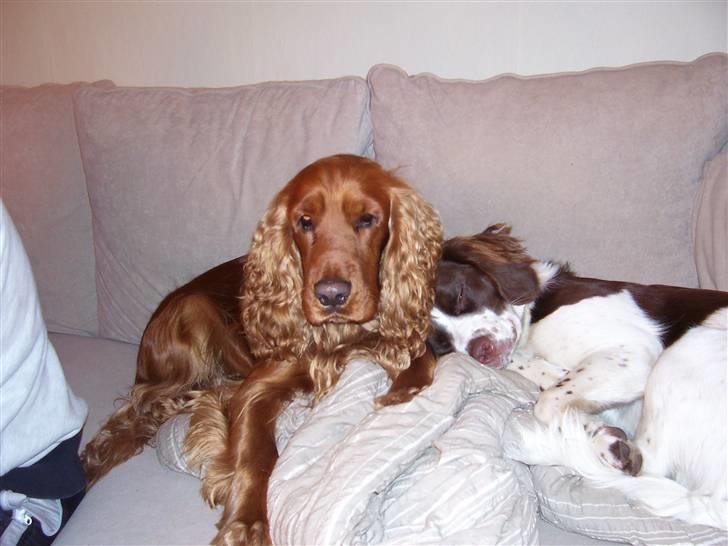 Cocker spaniel Mads - mads og mille i en deres daglige morfar på divaneseren billede 2