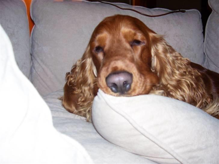 Cocker spaniel Mads - ingen kan se så sølle ud som mig, når jeg er træt billede 3