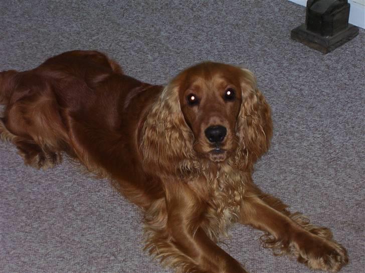 Cocker spaniel Mads billede 4