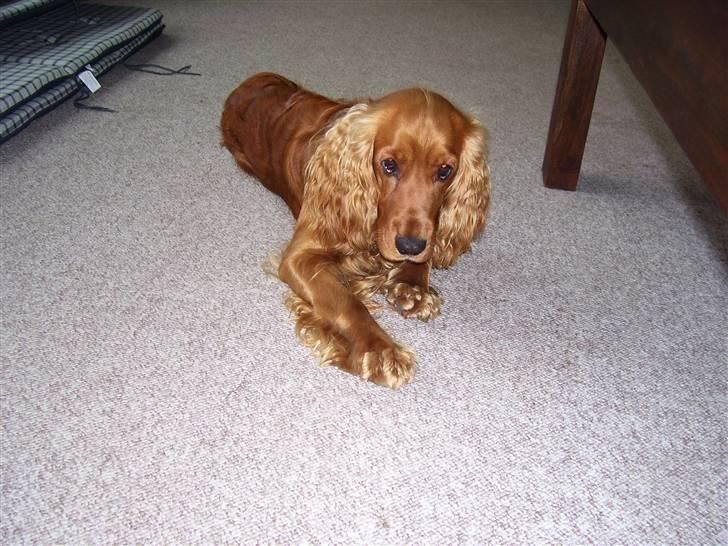 Cocker spaniel Mads billede 5