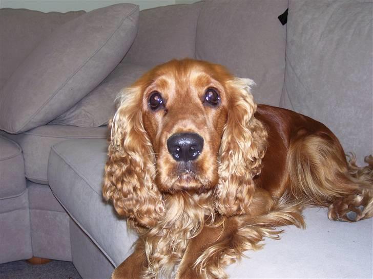 Cocker spaniel Mads - skal jeg ikk have en godbid billede 6