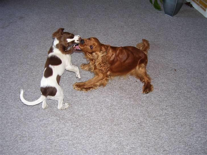 Cocker spaniel Mads billede 7