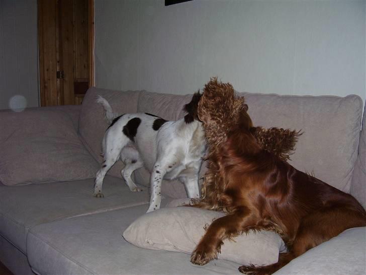 Cocker spaniel Mads - vild lég i sofaen billede 8