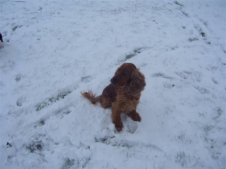 Cocker spaniel Mads - jeg elsker sne billede 9