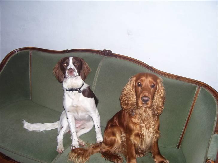 Cocker spaniel Mads - hvad har du til os????? billede 10