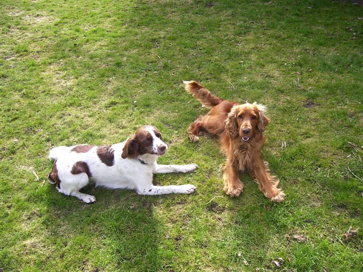 Cocker spaniel Mads - da mille var mindre, var hun altid frisk på lidt leg billede 11