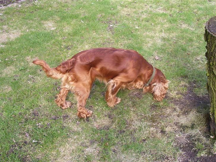 Cocker spaniel Mads billede 12