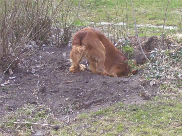 Cocker spaniel Mads - skal du have gravet et par huller, så ring billede 13