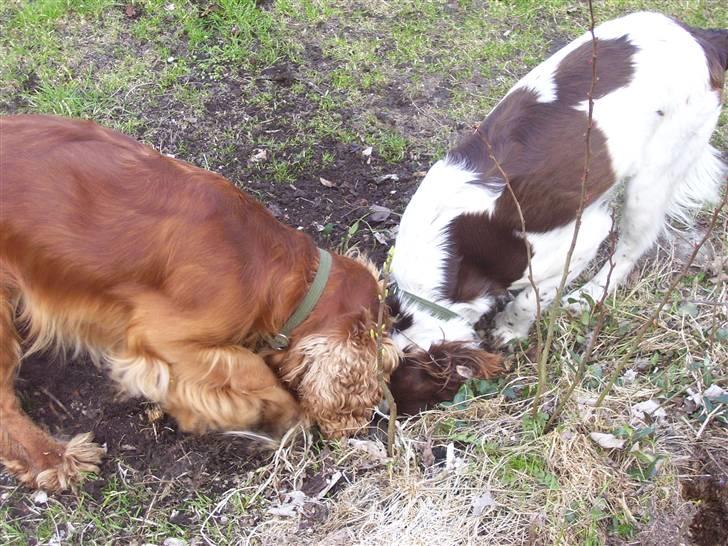 Cocker spaniel Mads - mille hjælper gerne til, på jagten af mosegrise billede 14