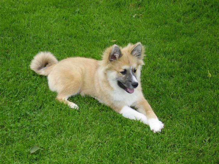 Islandsk fårehund mickey billede 15