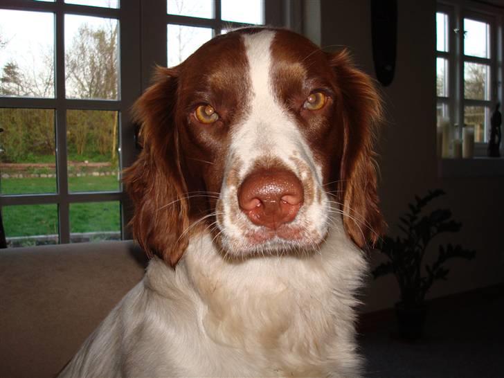 Field Trial spaniel Mille billede 1