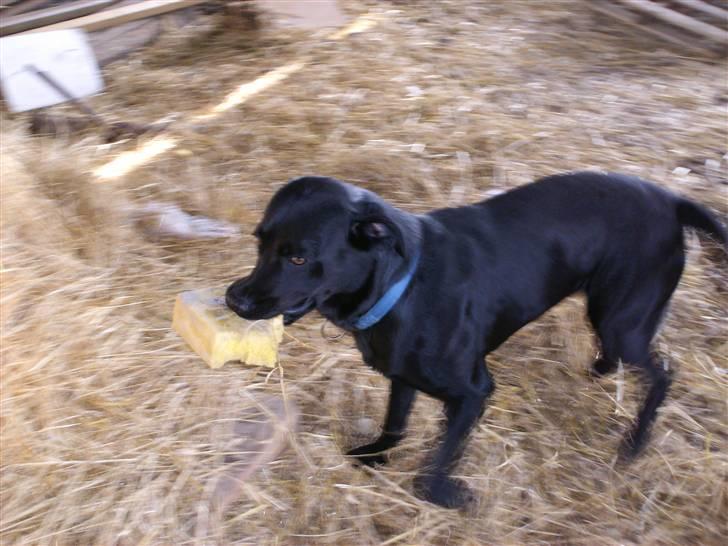 Labrador retriever Balder billede 1